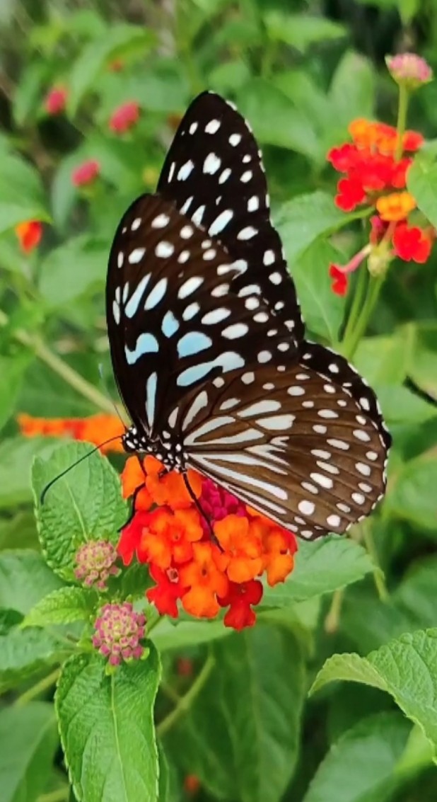 butterfly?