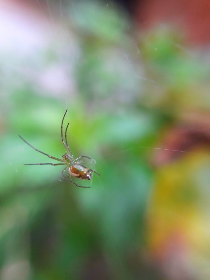 spider