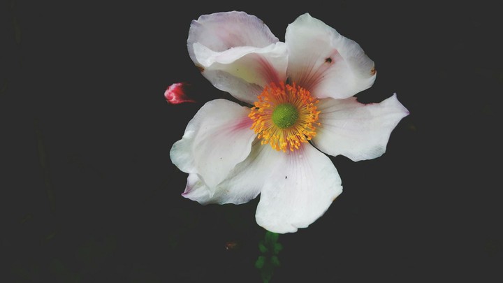 hidden beauty
