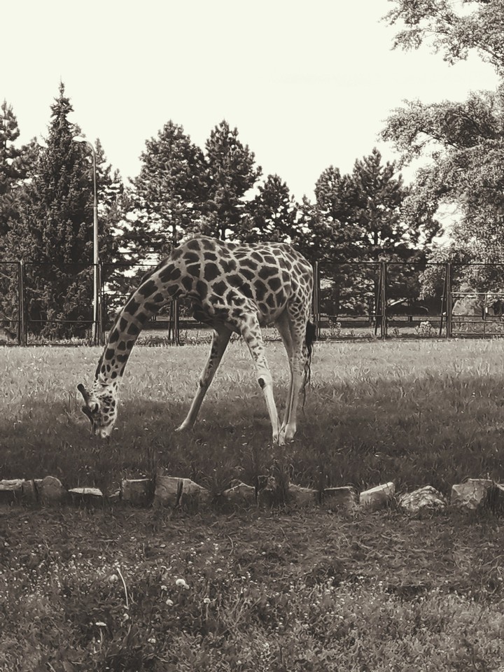 Girraffe