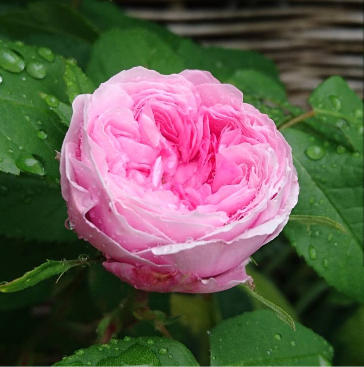 morning dew