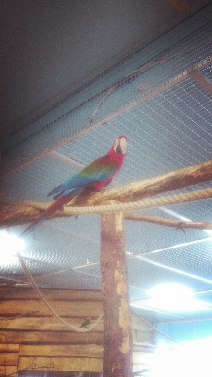 Parrot