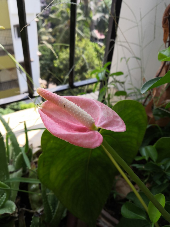 garden flower
