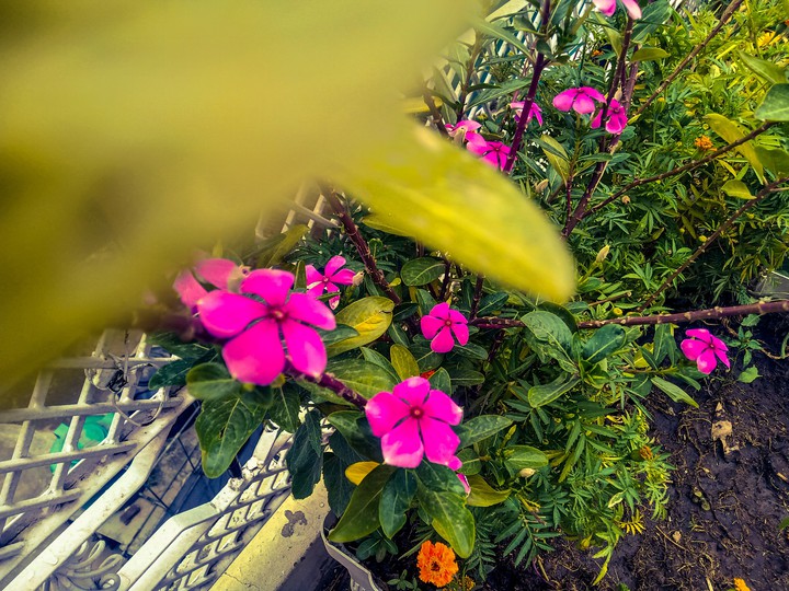 plant
