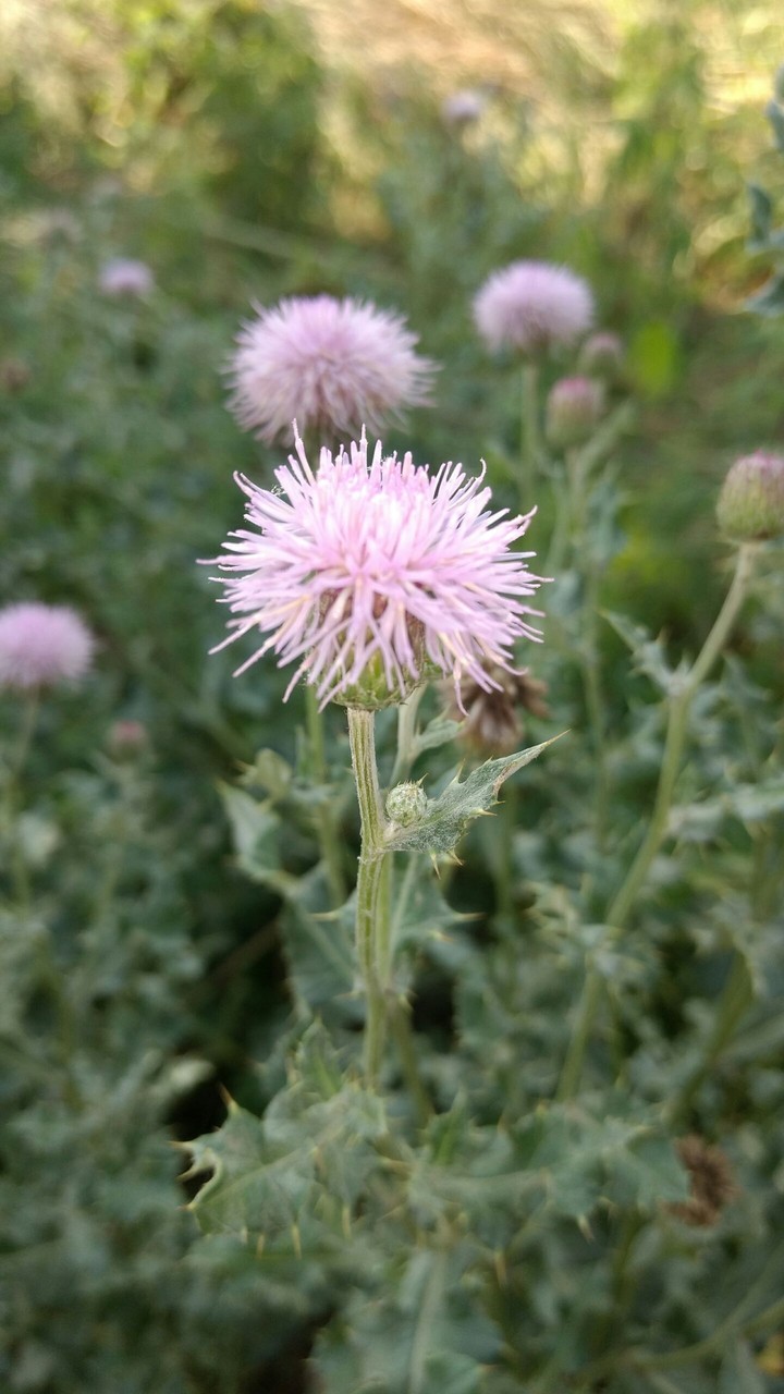 Flower @ Royal Prashant Singh Kaushik