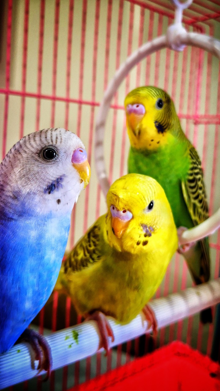 love birds