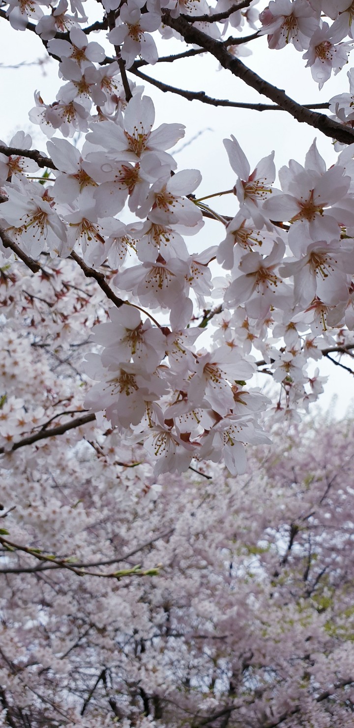 cherry blossoms