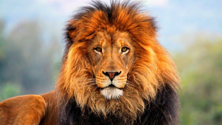 King