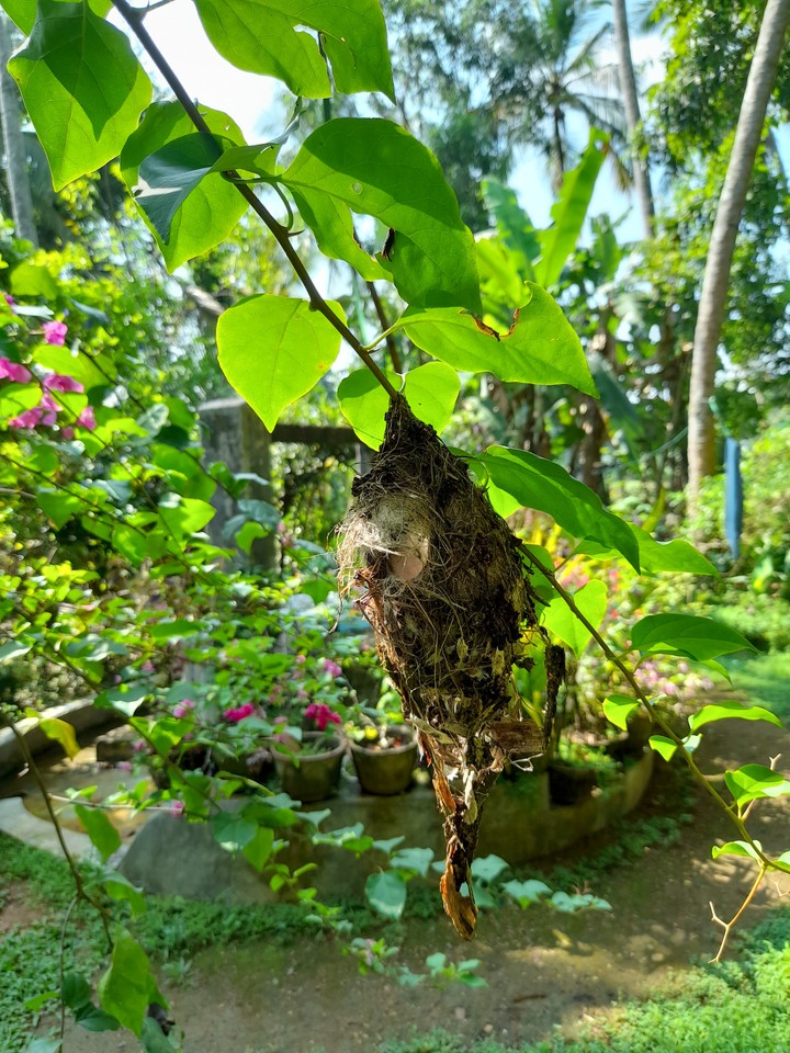 Nature is the art of god .