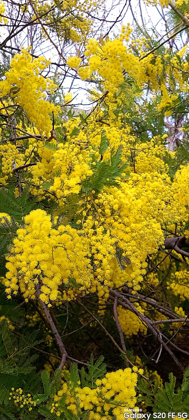 Y♥️ My mimosa