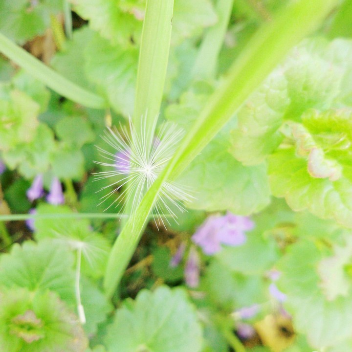 plants