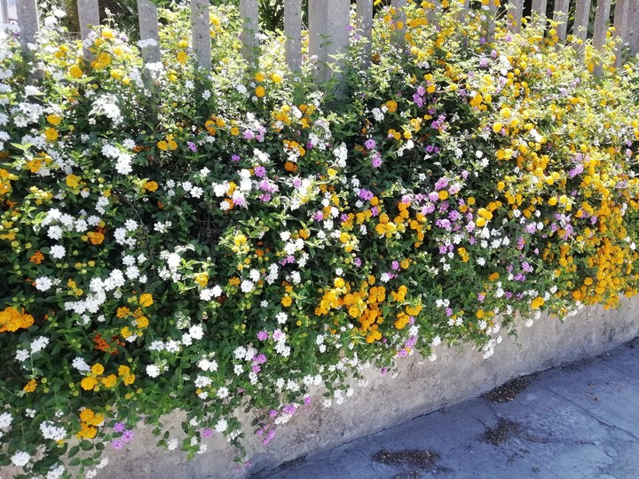 flowers