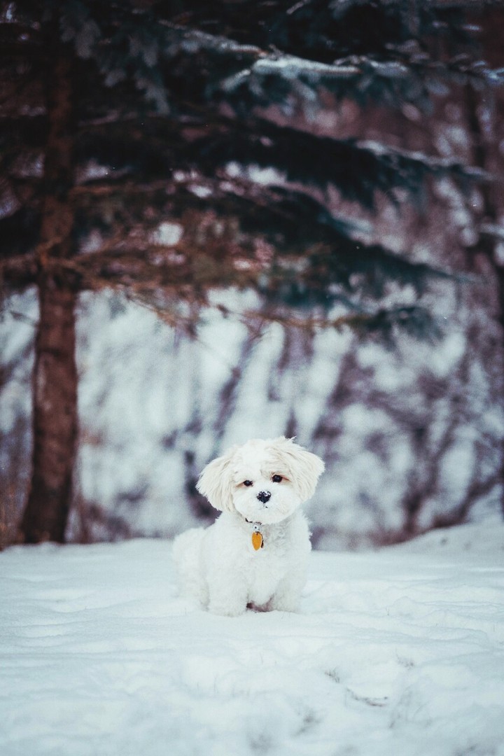 Dog 