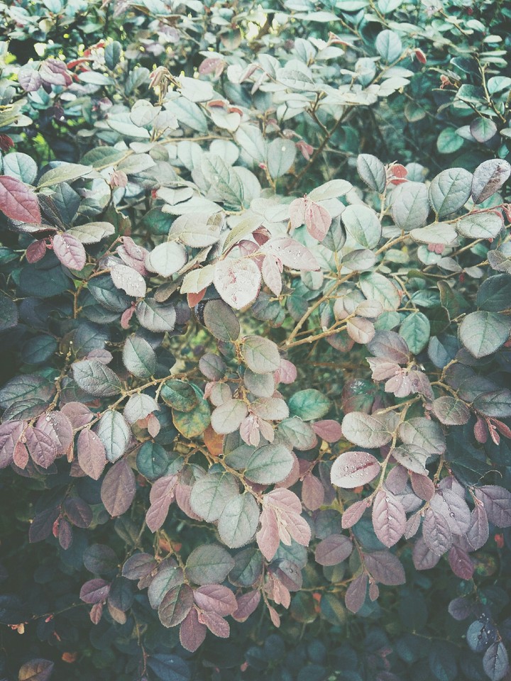 Chinese flower
