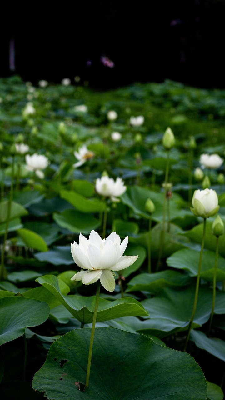 Lotus