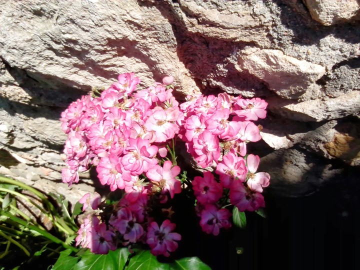 roses