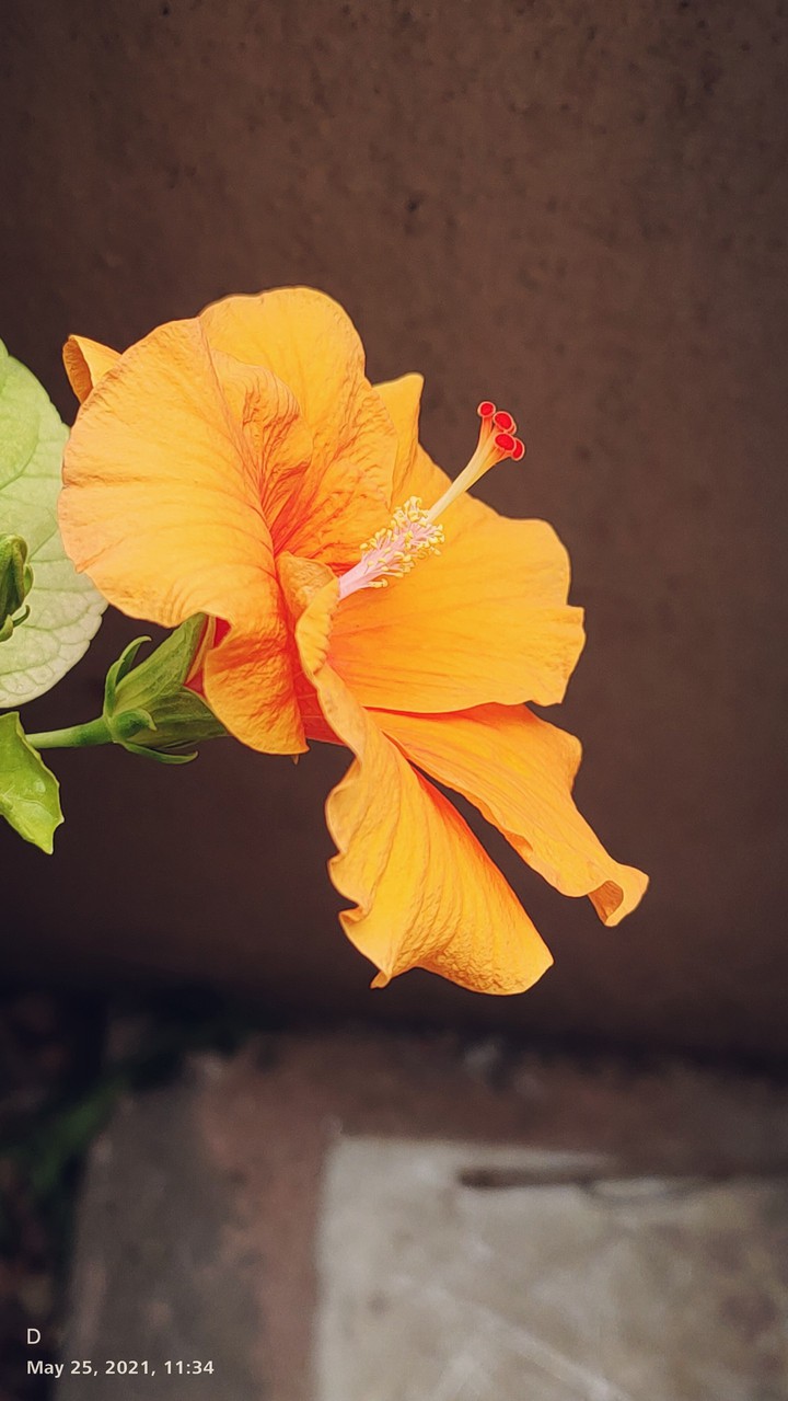 Random Click