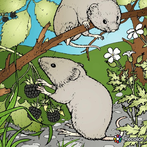 cartoon, koala achtergronden