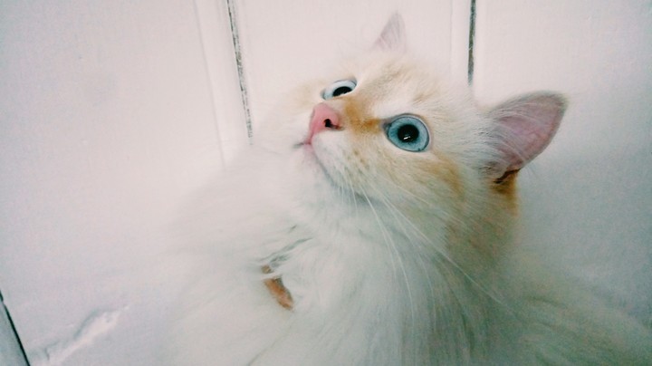 Cat with blue eyes 