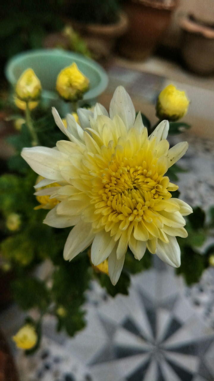 Yellow