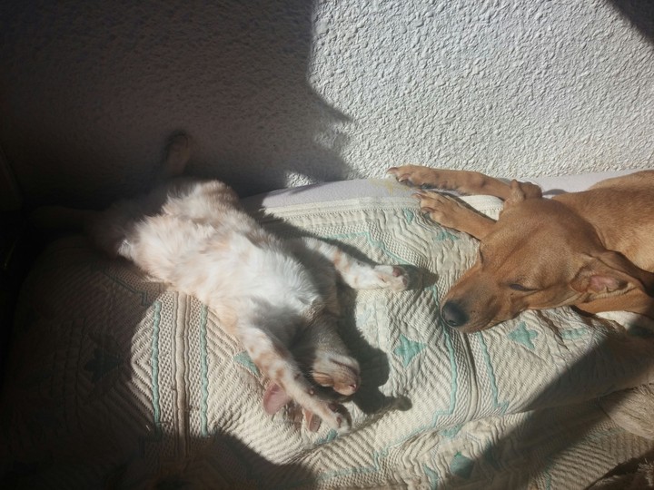 Leo y Nala