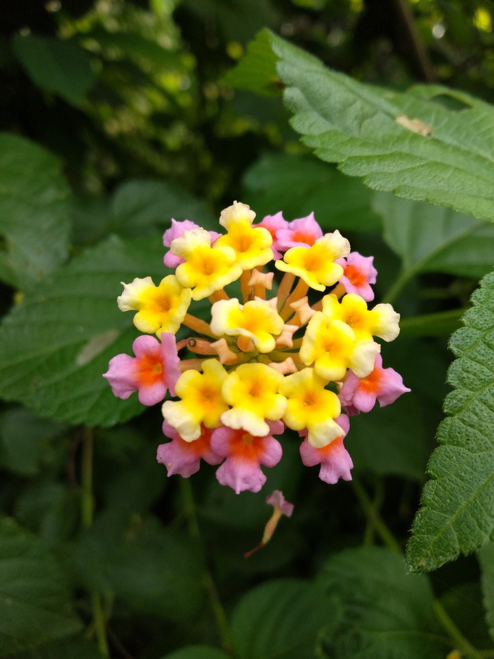 #Flowers