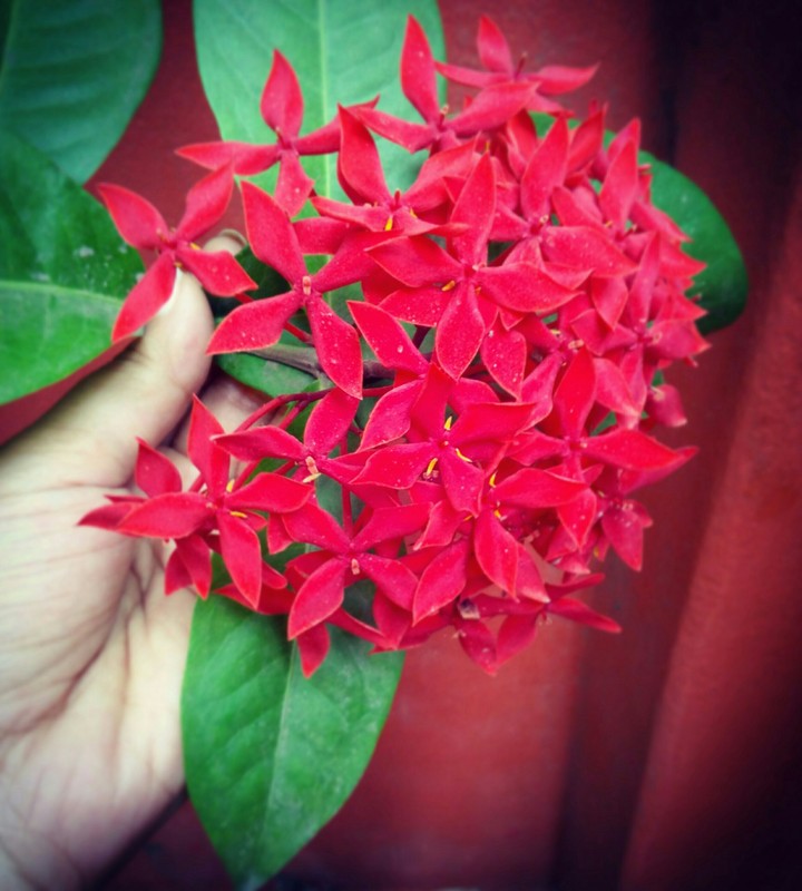 red flower