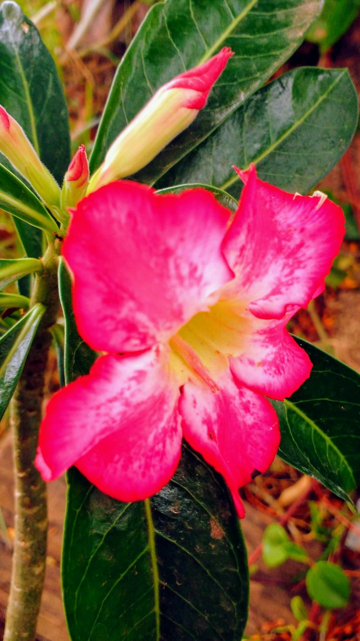 Rosa do deserto