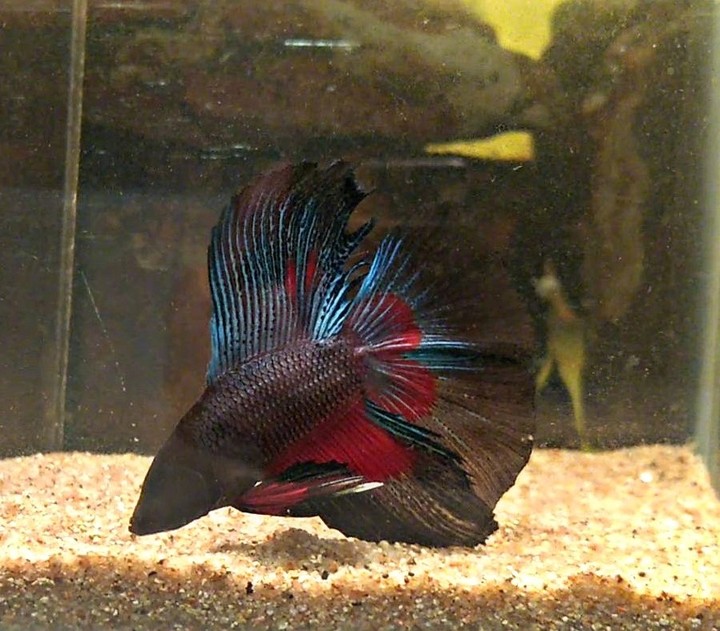 Fighter fish