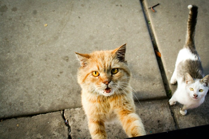 cat's
