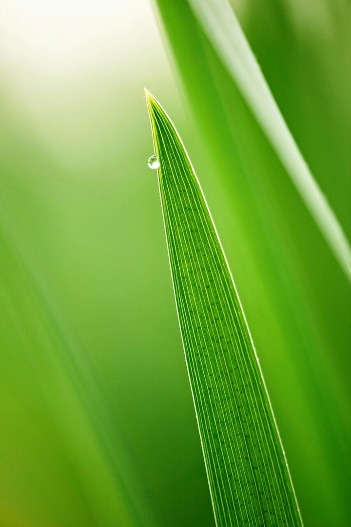 gras
