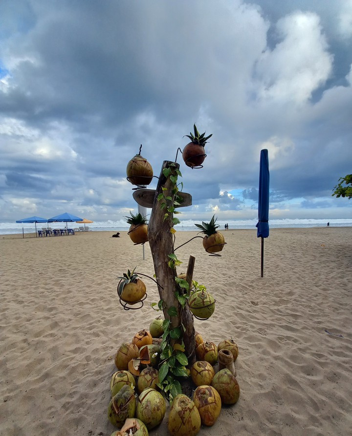coconut tree