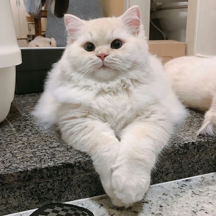 Cat..