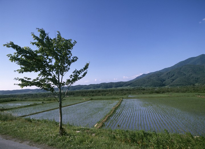 Nature and Road