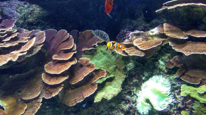 clownfish