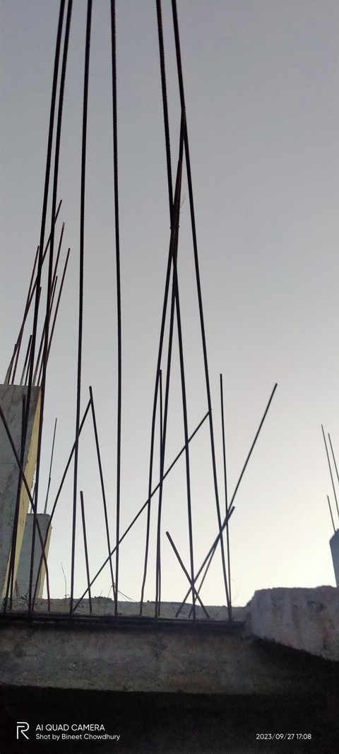 tree, 天空壁纸