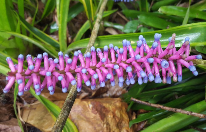 Pink and purple
