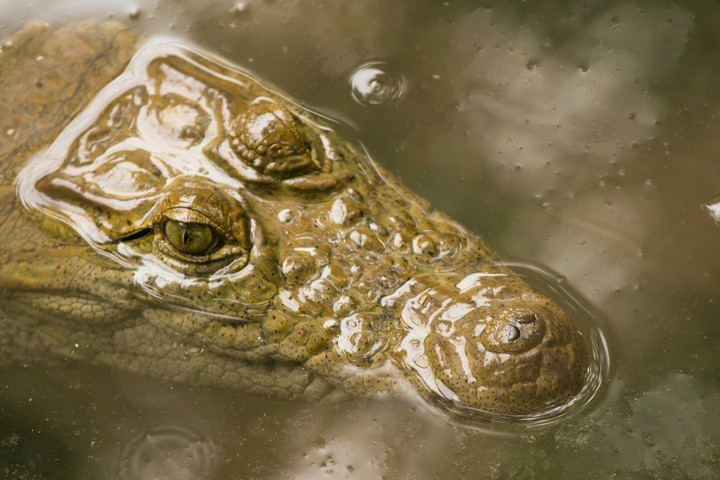 crocodile  (Manish Rajput Photography)