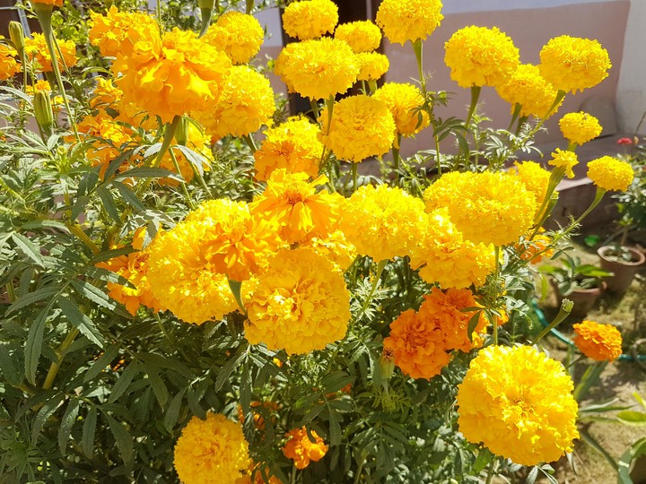 indian flowers