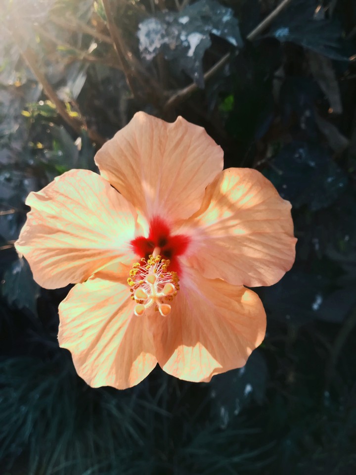 My favorite flower..