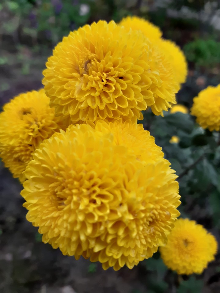 flover