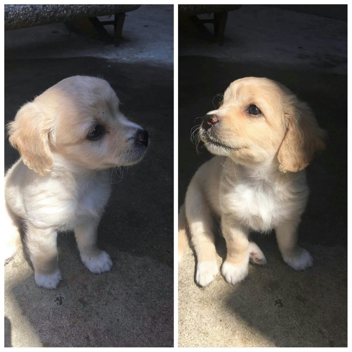 Dog