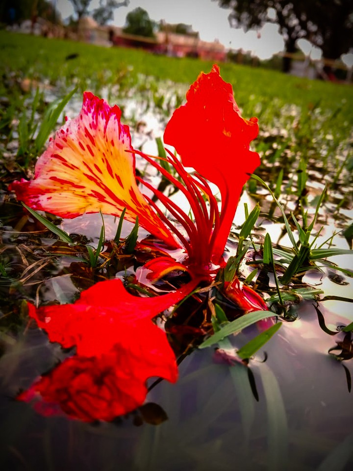 flowers lovers..