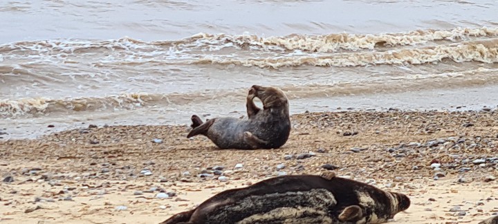 Norfolk Seals