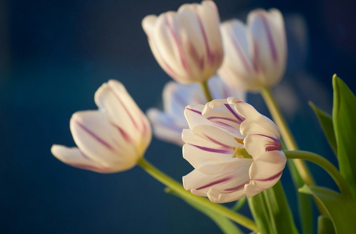 #Beautiful Tulips
