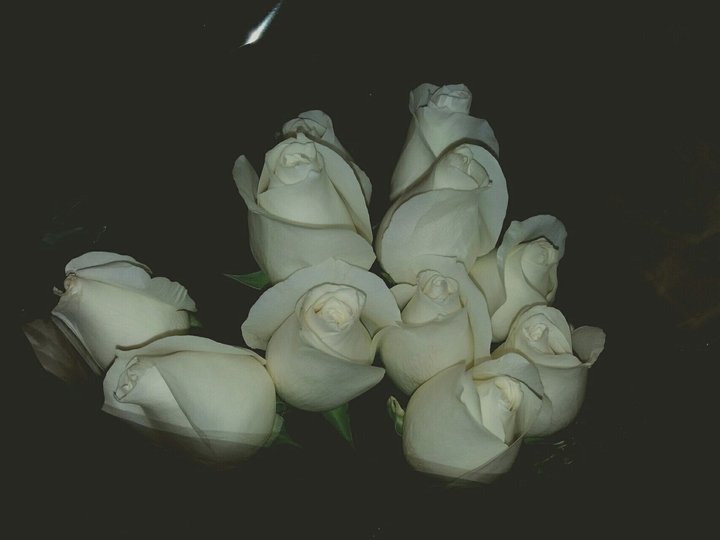 white roses