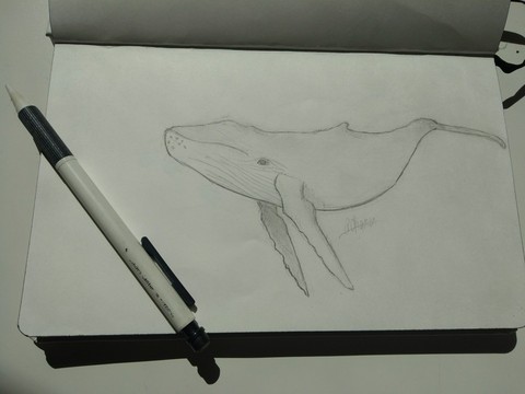 whale sketch