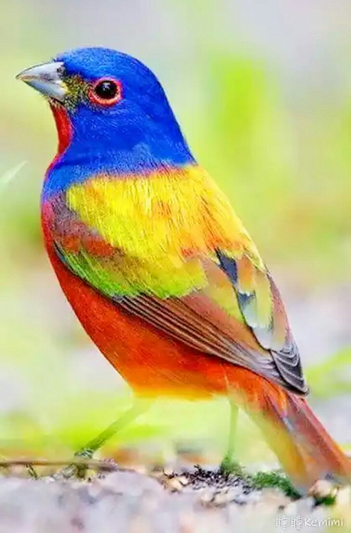 Beautiful Bird