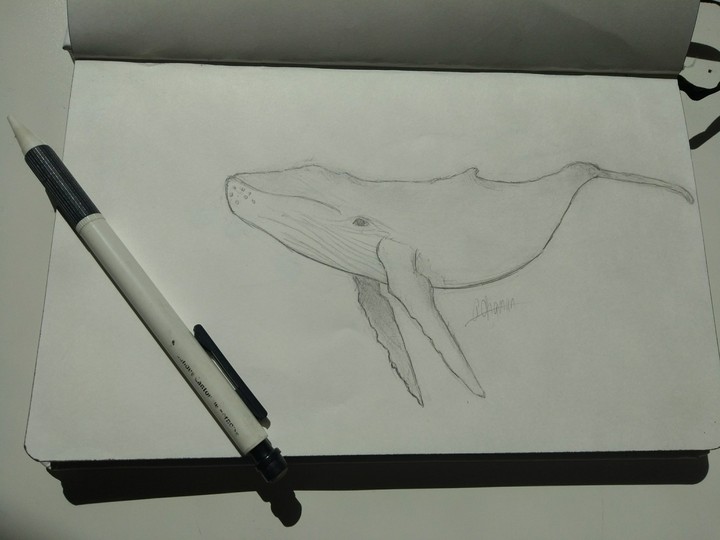 whale sketch