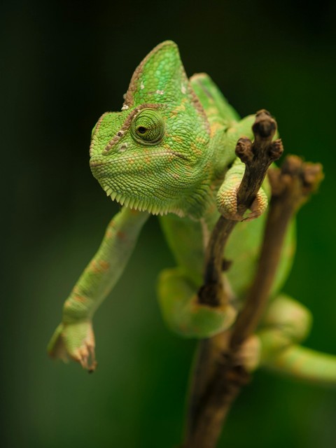 sfondi Chameleons, lizard